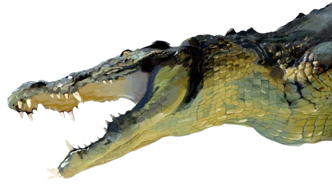 Crocodile