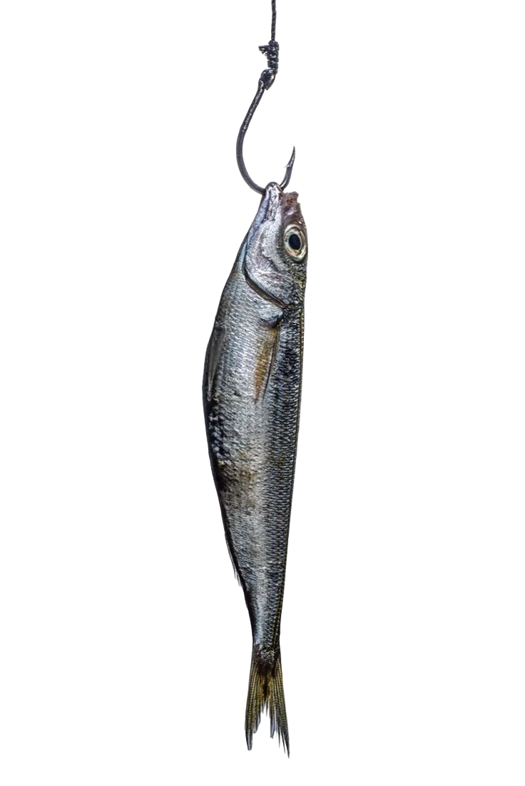 Fish on Hook