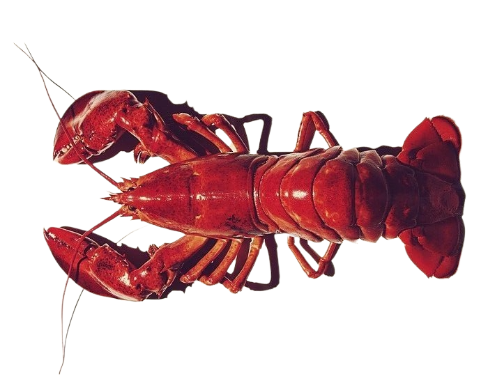Lobster