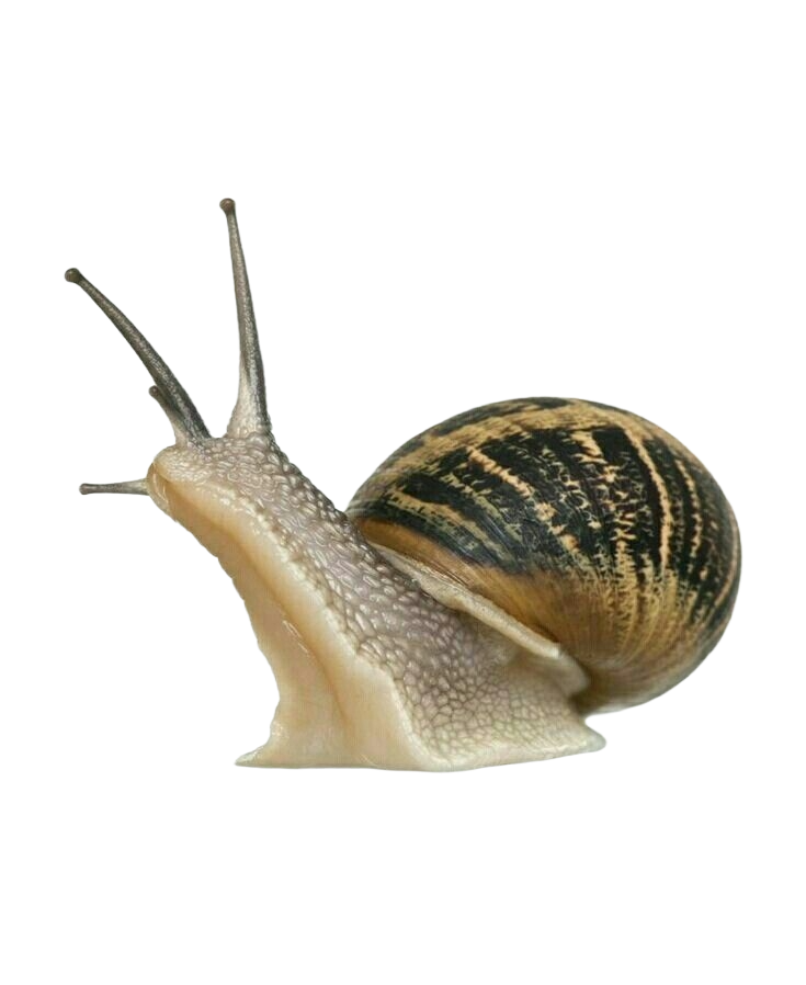 Snail